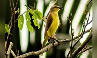 Perú cuenta con 14 nuevas especies de aves