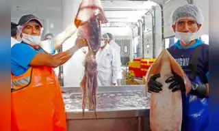 Calamar gigante en la mira de los investigadores