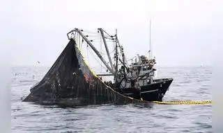 Estudio confirma los enormes daños de la pesca incidental