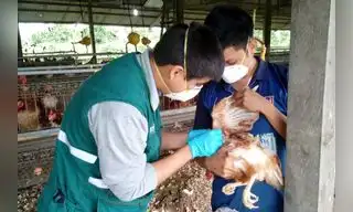 Senasa lanza medidas para evitar la gripe aviar