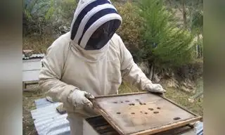 Mujeres salvan de morir a millones de abejas en Cajamarca