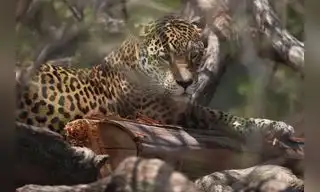 Fauna silvestre del mundo se redujo en un 70%