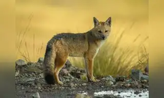 Zorro andino es rescatado y regresado a la naturaleza
