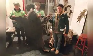 Intervienen local por exhibir 14 pieles de animales silvestres