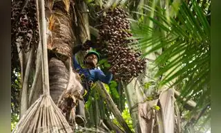 Amazonía: Bionegocios impulsan conservación y desarrollo sostenible