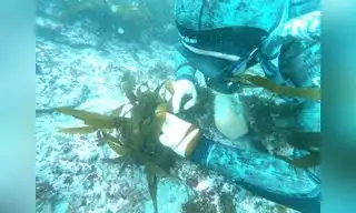 Científicos peruanos siembran algas en mar de Pucusana