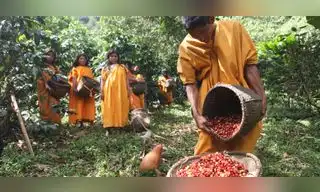 Proyecto busca la conservación de bosques amazónicos