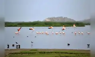 Nueva estrategia protegerá ecosistemas y biodiversidad del Perú