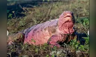 Ecuador: Nuevas investigaciones buscan conservar la iguana rosada