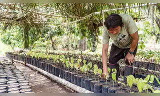 Pueblos indígenas conservan 70 mil hectáreas de bosques amazónicos