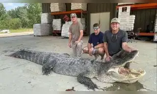EE.UU.: Florida autoriza caza controlada de sus caimanes