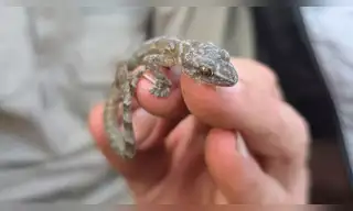 Redescubren a reptil que se creía extinto hace 34 años
