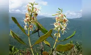 Ecuador: Hallan nueva especie de árbol en Cordillera del Cóndor