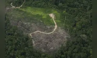 Amazonía peruana padece por cuatro zonas críticas de deforestación
