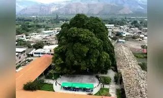 Perú alberga a 141 árboles patrimoniales a nivel nacional
