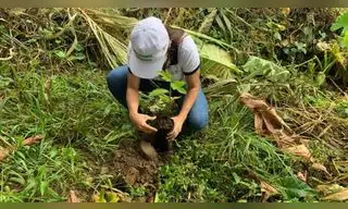Buscan restaurar 2 mil hectáreas de bosques afectados por incendios