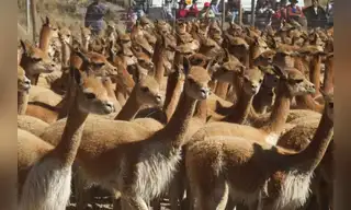 Perú alcanza récord en población de vicuñas a nivel nacional