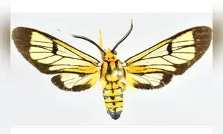 Descubren cuatro nuevas especies de polillas en Perú
