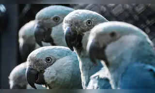 Virus letal amenaza a últimos 11 guacamayos azules libres de Brasil