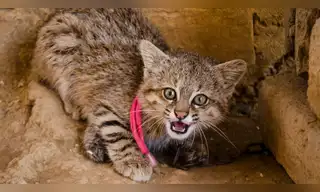 Gato de los pajonales retorna a su hábitat natural en Ayacucho