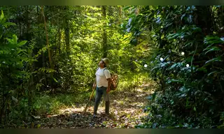 El milagro de la castaña en Madre de Dios que sostiene a 20 mil familias y blinda la Amazonía