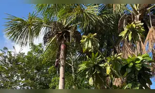 Amarumayu y la sostenibilidad en medio de la Amazonía loretana