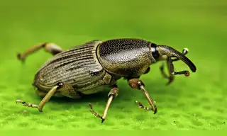Crean dispositivo capaz de repeler temida plaga del plátano