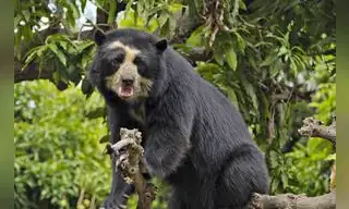 Perú: Esfuerzos ambientales se centrarán en conservación de especies