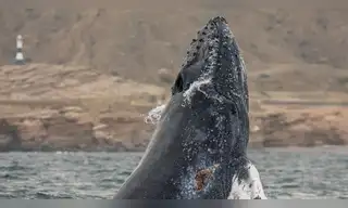 Perú inicia el seguimiento satelital de ballenas jorobadas para proteger su ruta migratoria