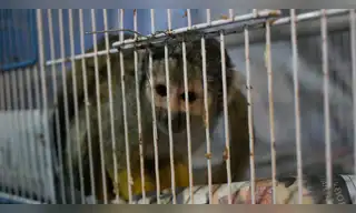 Refuerza operativos contra el tráfico ilegal de fauna silvestre
