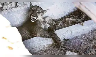 Fiscalía inicia investigación por muerte de puma en San Martín