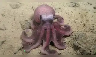 Hallan nueva y fascinante especie de Pulpo en Chile