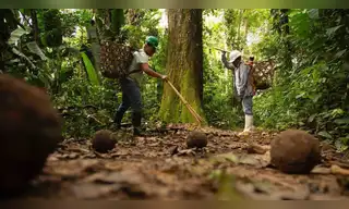 Conservarán más de 8,000 hectáreas de bosques con producción de castaña