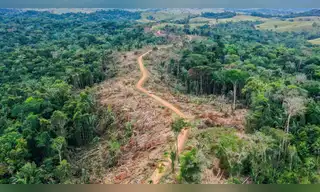 Brasil lanza programa para erradicar deforestación amazónica al 2030
