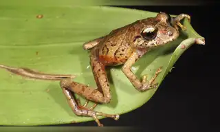 Ecuador: Descubren nuevas especies de ranas en la Cordillera del Cóndor