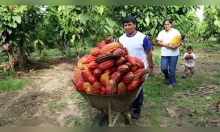 Comunidad nativa de Ucayali produce cacao sostenible y conserva bosques