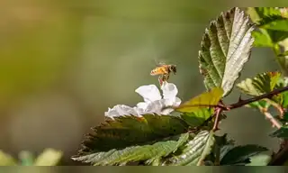 Perú activa Plan Operativo 2026 para salvar a los polinizadores y proteger el servicio ecosistémico clave para la conservación de la biodiversidad
