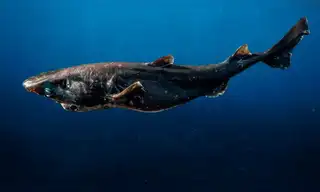 Perú: Hallan especie de tiburón que vive a 1400 metros de profundidad