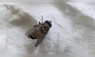Ecuador: Descubren en la Amazonía una mosca que imita a las abejas para sobrevivir