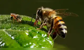 Costa Rica prohíbe el fipronil para proteger abejas y conservar la biodiversidad