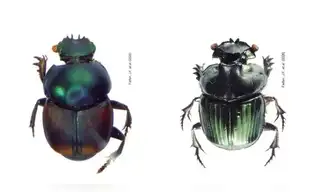 Naturaleza: Hallan seis nuevas especies de escarabajos en el Perú