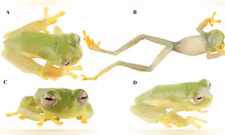 Nueva especie de rana de cristal es registrada en Ecuador