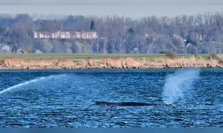 Ballena jorobada vuelve al mar Báltico al zafarse de largo varamiento