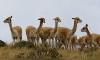 Arequipa será Capital de la Vicuña por liderar conservación de especie