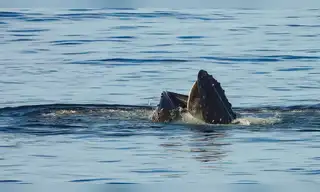 Las ballenas jorobadas también se alimentan en el Perú