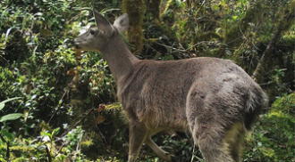 Nuevas especies en Santuario Histórico de Machu Picchu