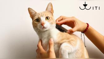 TITI: impacto positivo en animales, medio ambiente y grupos vulnerables