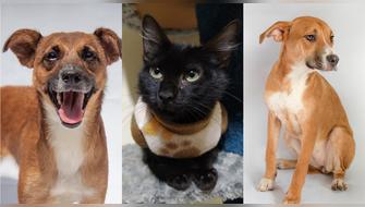 ADOPTAR ES DE PATAS: Larcomar y Fundación Rayito lanzan jornada de adopción en Miraflores