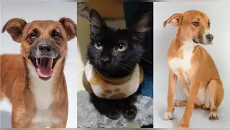 ADOPTAR ES DE PATAS: Larcomar y Fundación Rayito lanzan jornada de adopción en Miraflores