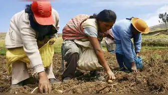 Productores de Chuchusquea impulsarán la agricultura sostenible del aguacate con financiamiento inicial.